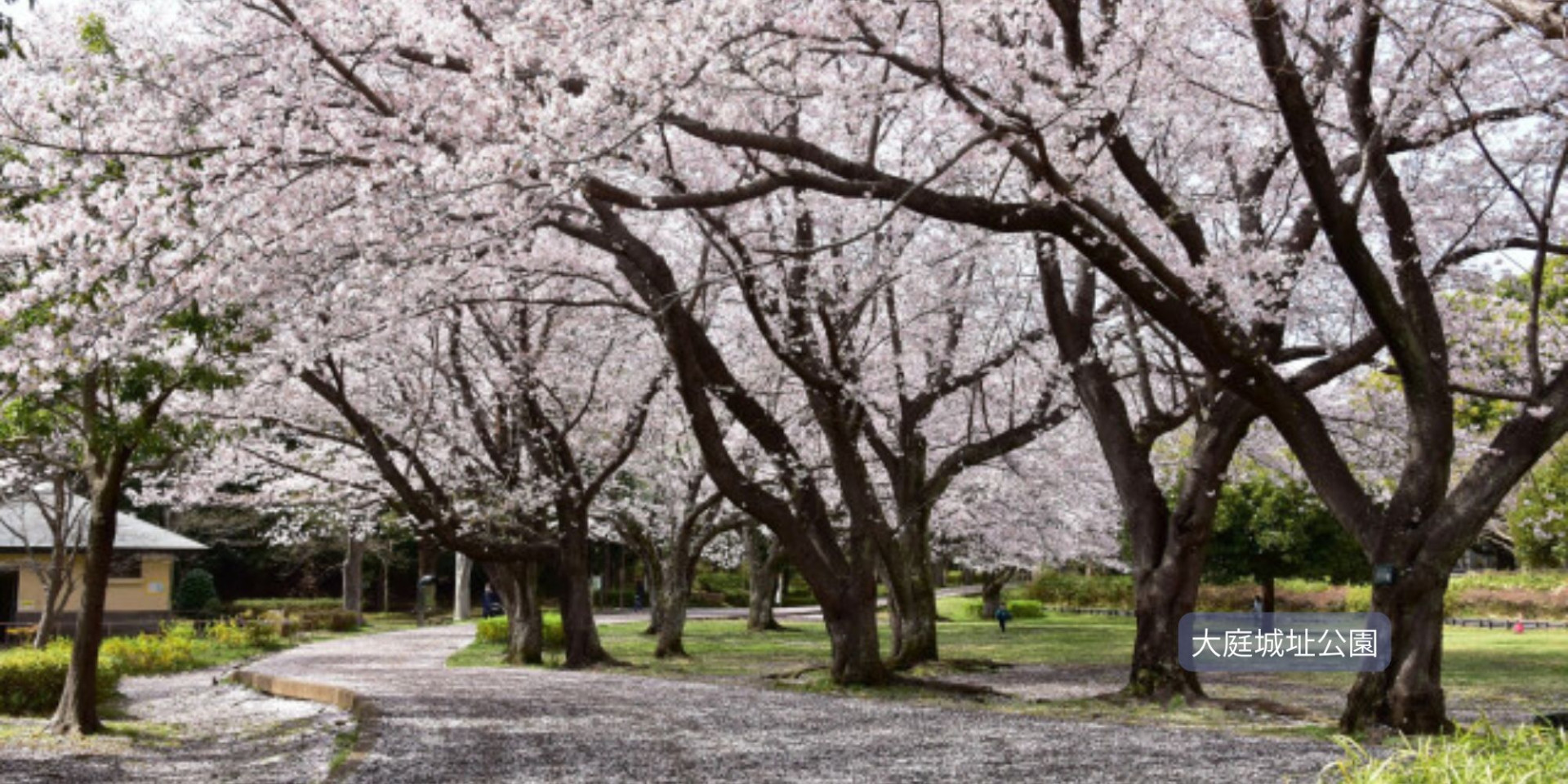 【湘南エリア】
平塚の桜・鎌倉の桜・藤沢の桜・茅ヶ崎の桜・寒川の桜